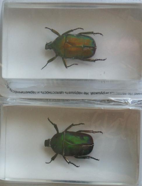 Насекомые №12 Бронзовка (Protaetia sp) фото, обсуждение