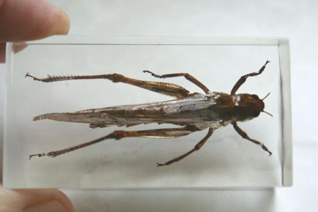 Насекомые №6 Перелетная саранча (Locusta migratoria) фото, обсуждение