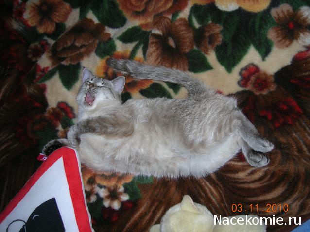 Фото кошек)))))