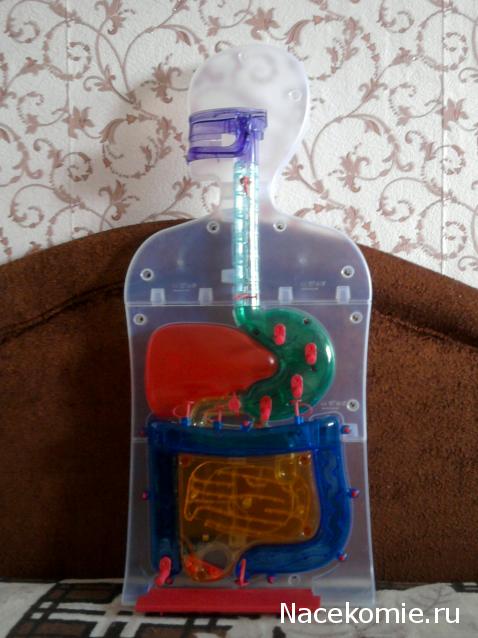 "Собери и познай человеческое тело" (сборка скелета)