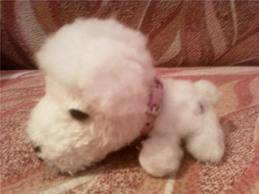 The Dog Collection 2010 - График Выхода и обсуждение