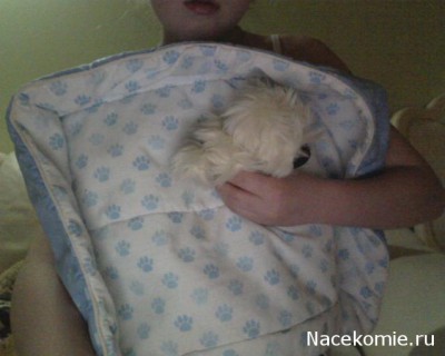 The Dog Collection 2010 - График Выхода и обсуждение