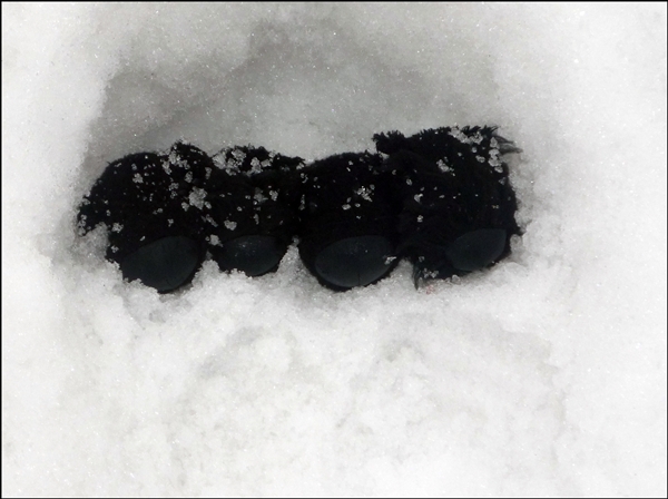 The Dog Collection 2010 - График Выхода и обсуждение