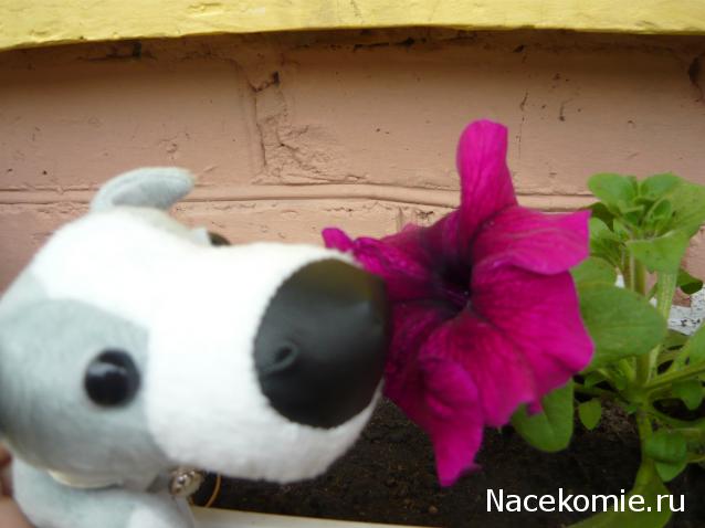 The Dog Collection №34 Грейхаунд