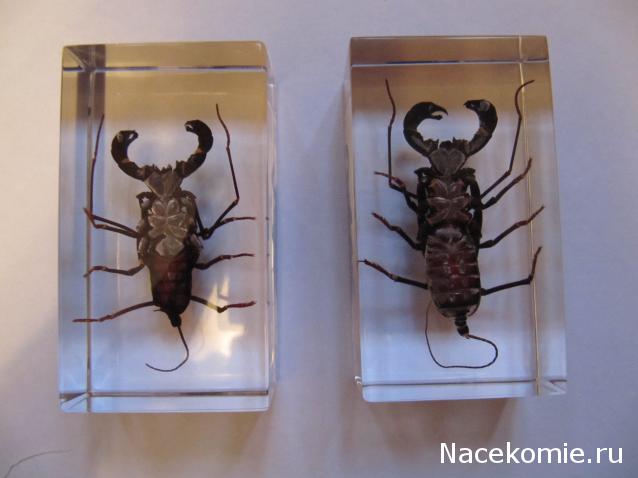 Насекомые в Акриле НЕ из Журнала