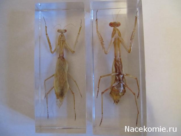 Насекомые в Акриле НЕ из Журнала