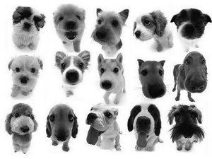 The Dog Collection 2010 - График Выхода и обсуждение