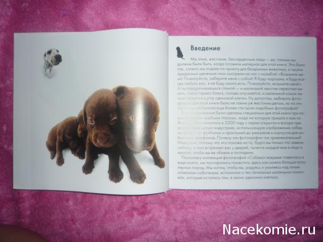 The Dog Collection 2010 - График Выхода и обсуждение