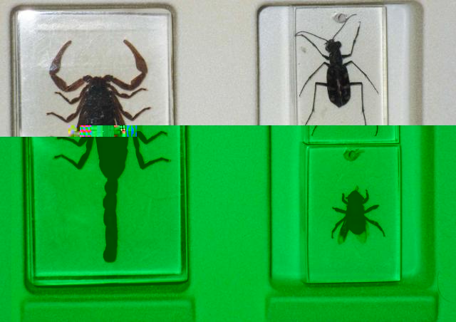 Насекомые в Акриле НЕ из Журнала