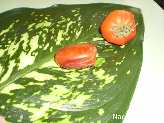 Энергия камней №31 Сердолик (окатанный камень) фото, обсуждение