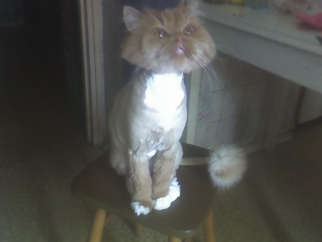 Фото кошек)))))