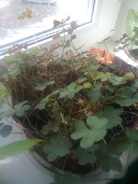 Цветы и растительность в нашем доме)