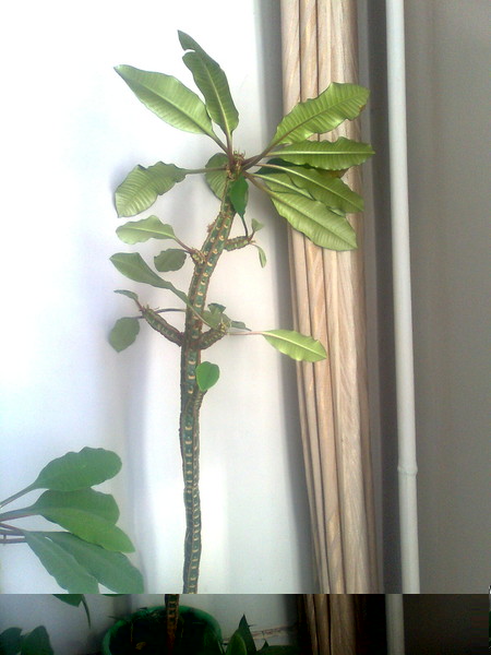 Цветы и растительность в нашем доме)