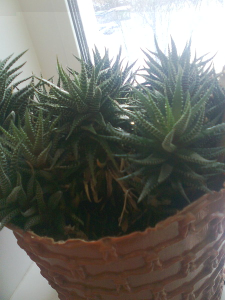 Цветы и растительность в нашем доме)