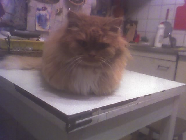 Фото кошек)))))