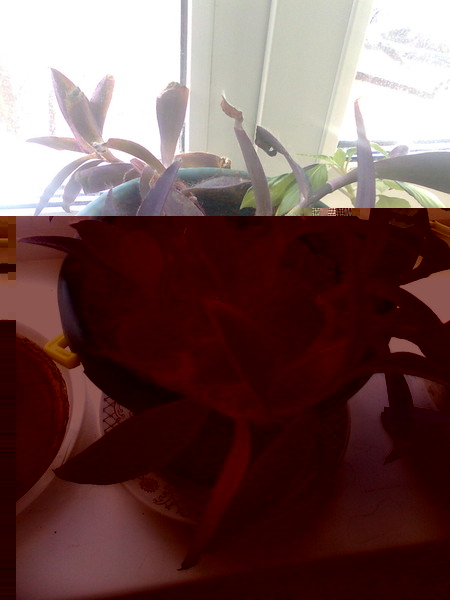 Цветы и растительность в нашем доме)