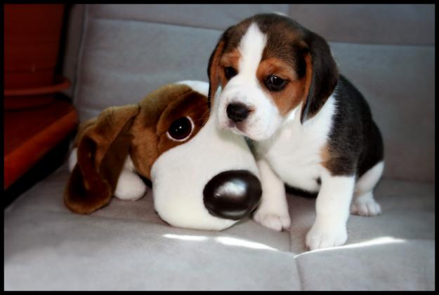 The Dog Collection 2010 - График Выхода и обсуждение