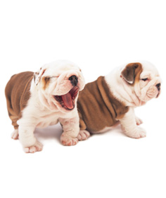 The Dog Collection 2010 - График Выхода и обсуждение