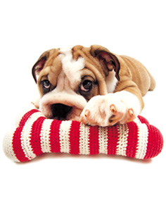 The Dog Collection 2010 - График Выхода и обсуждение