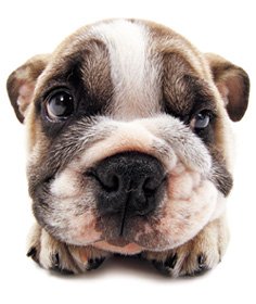 The Dog Collection 2010 - График Выхода и обсуждение