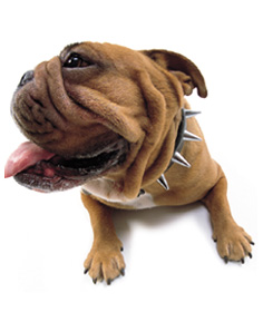 The Dog Collection 2010 - График Выхода и обсуждение