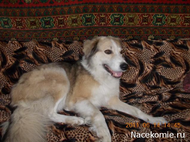 Фото собак не из журнала!)))