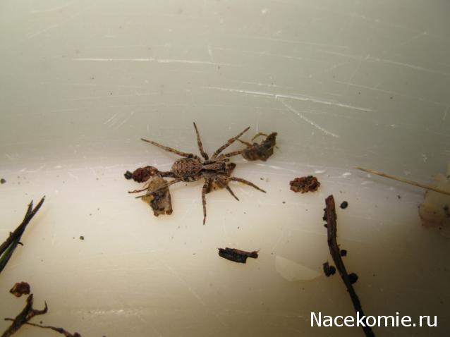 Фото насекомых (не из журнала)
