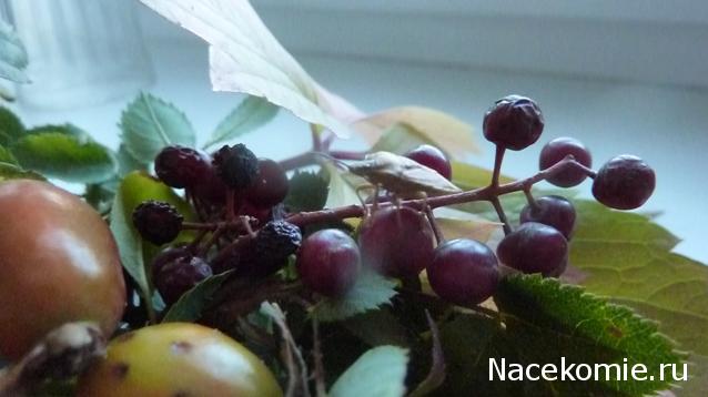 Фото насекомых (не из журнала)