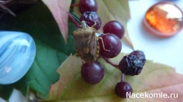 Фото насекомых (не из журнала)