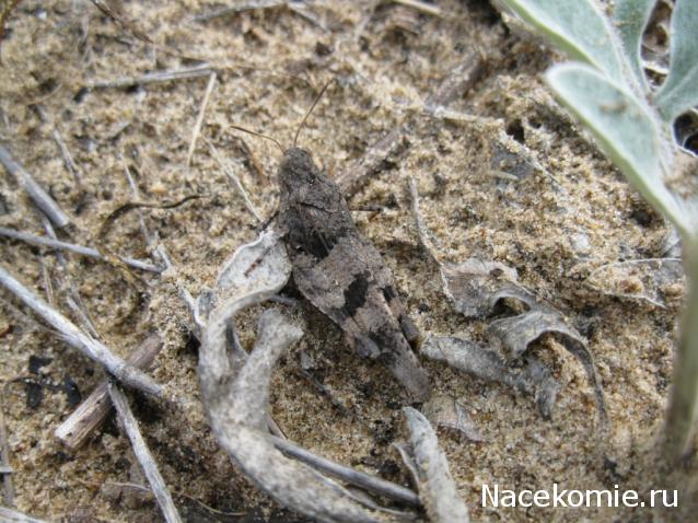 Фото насекомых (не из журнала)