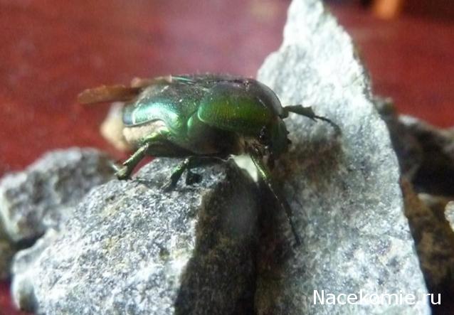 Фото насекомых (не из журнала)
