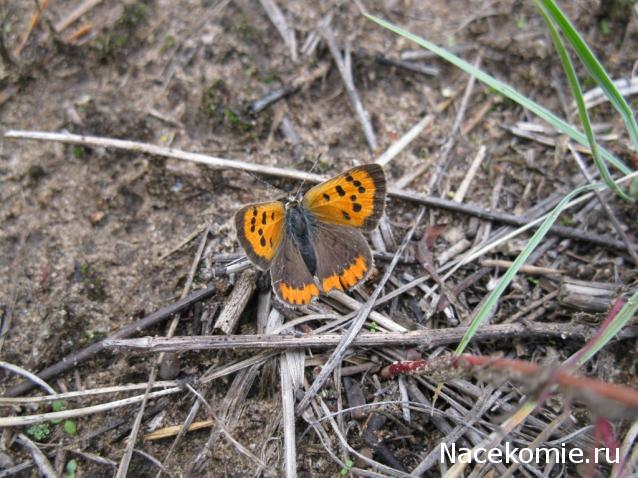 Фото насекомых (не из журнала)