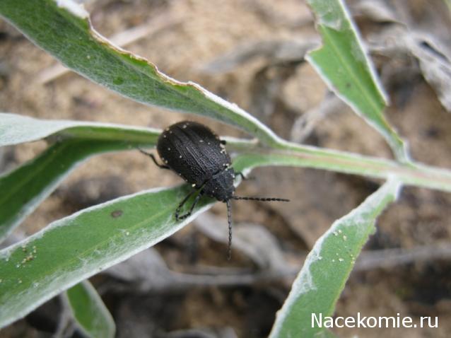 Фото насекомых (не из журнала)