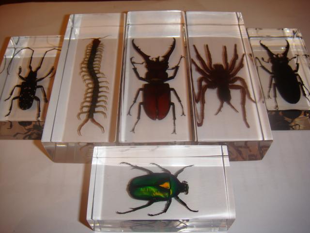 Насекомые в Акриле НЕ из Журнала