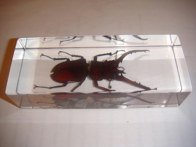 Насекомые в Акриле НЕ из Журнала