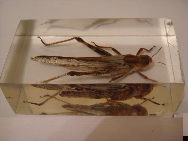 Насекомые №6 Перелетная саранча (Locusta migratoria) фото, обсуждение