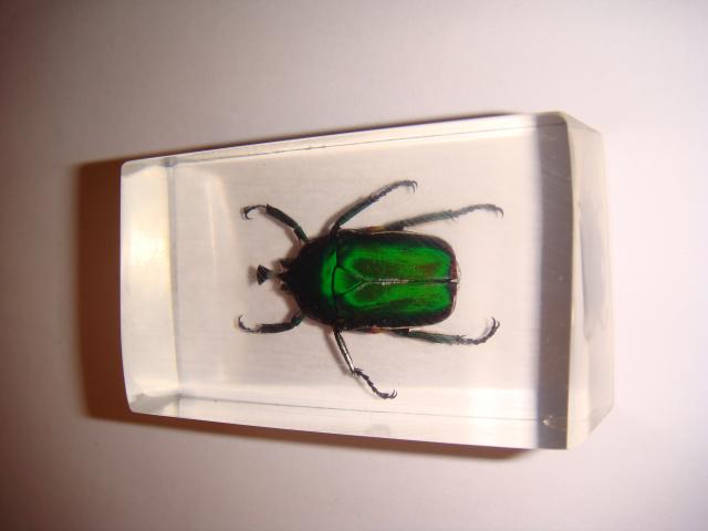 Насекомые №5 Изумрудный Жук (Trigonophorus sp.) Фото