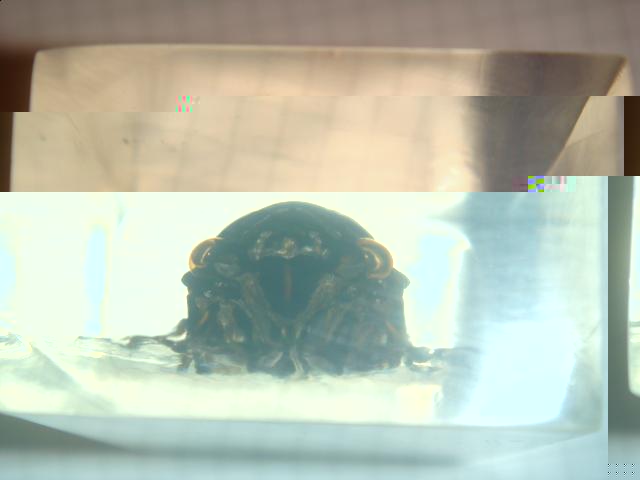 Насекомые №15 Цикада (Cryptotympana sp.) фото, обсуждение