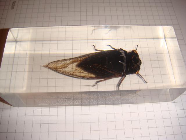 Насекомые №15 Цикада (Cryptotympana sp.) фото, обсуждение