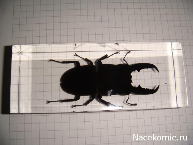 Насекомые №33 Доркус-Титан (Dorcus titanus) фото, обсуждение