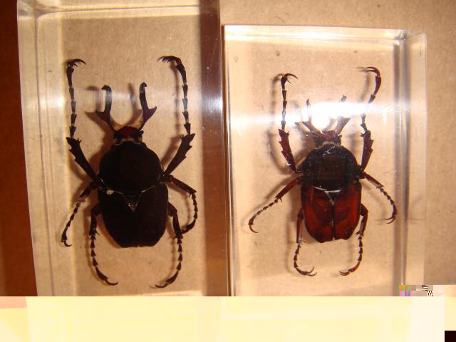 Насекомые №7 Формосская Бронзовка (Dicronocephalus) фото, обсуждение