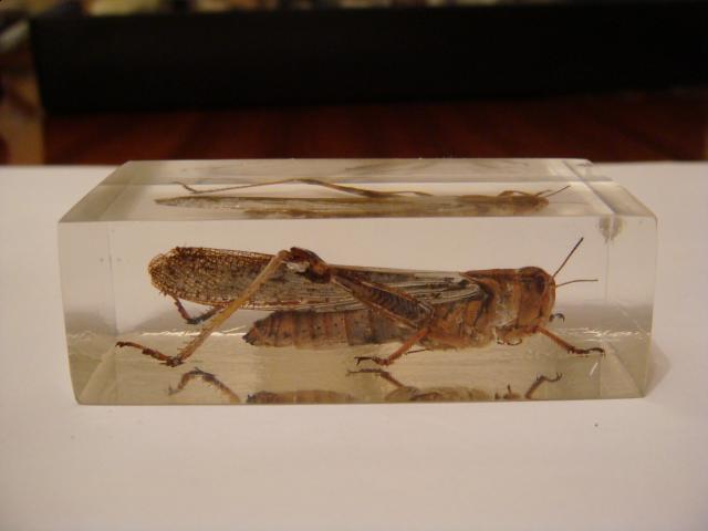 Насекомые №6 Перелетная саранча (Locusta migratoria) фото, обсуждение