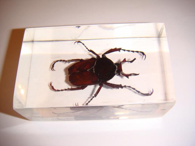 Насекомые №7 Формосская Бронзовка (Dicronocephalus) фото, обсуждение