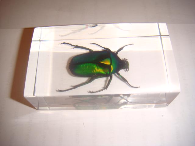 Насекомые в Акриле НЕ из Журнала