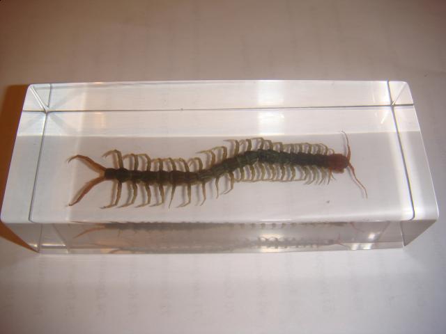 Насекомые в Акриле НЕ из Журнала