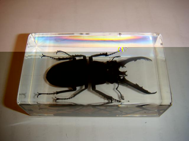 Насекомые в Акриле НЕ из Журнала