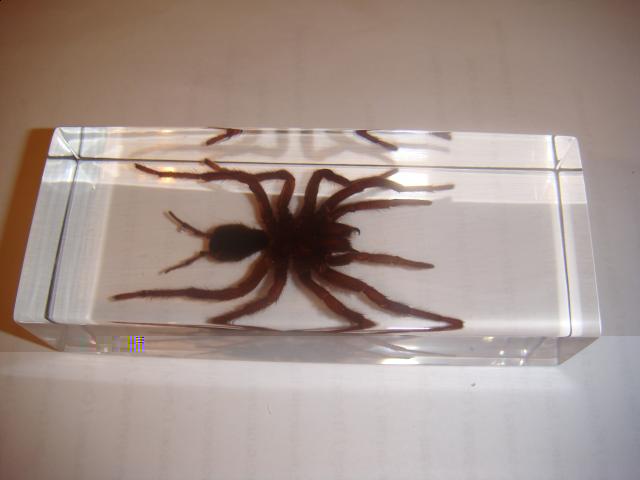 Насекомые в Акриле НЕ из Журнала