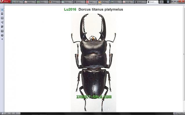 Насекомые №33 Доркус-Титан (Dorcus titanus) фото, обсуждение