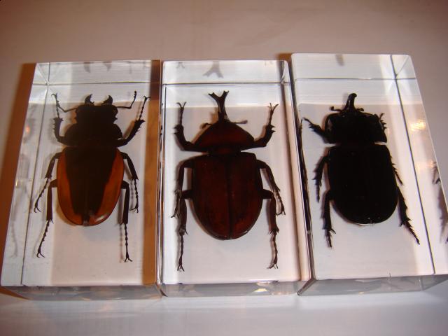 Насекомые в Акриле НЕ из Журнала