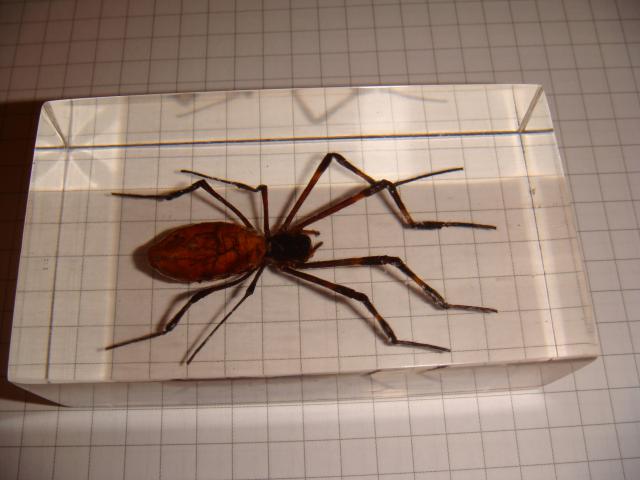 Насекомые №25 Агриопа Трехполосая (Argiope trifasciata) фото, обсуждение